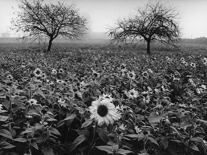 Sunflowers, 1998